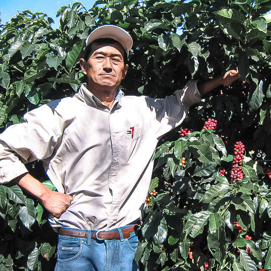 Brazil Tomio Fukuda Yellow Bourbon Dry on Tree