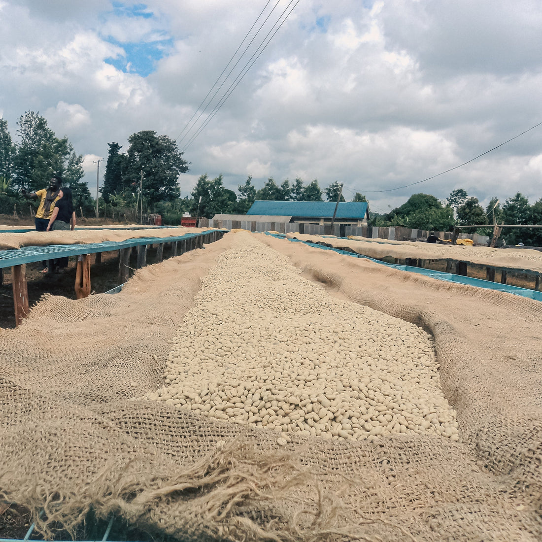 Kenya Gichathaini AA Washed
