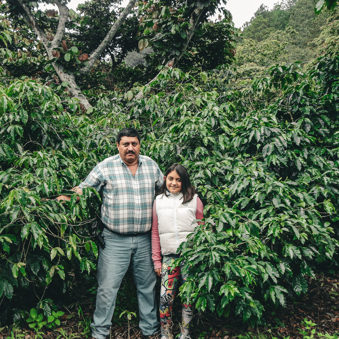 Guatemala Antonio Medina Caturra Washed