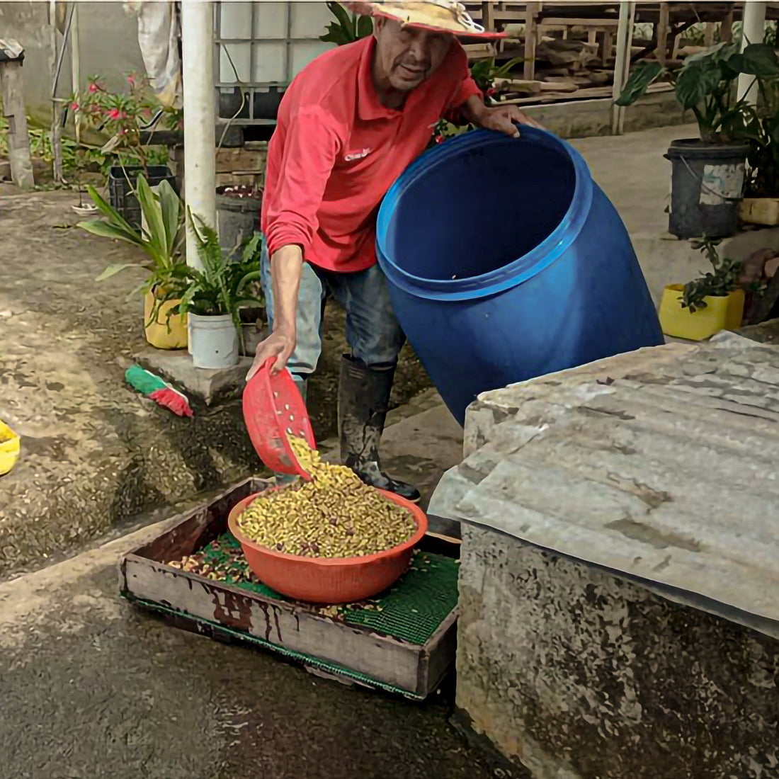 Ecuador Fausto Romo Sidra Washed