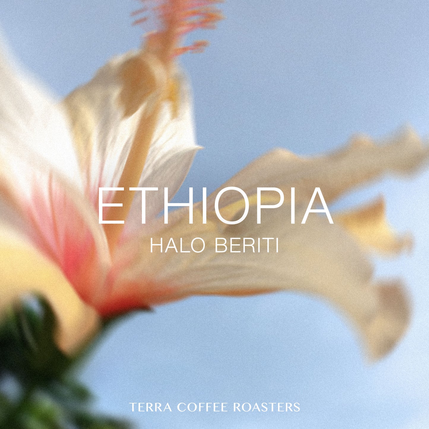 ETHIOPIA Halo Beriti Dega,Wolisho Washed