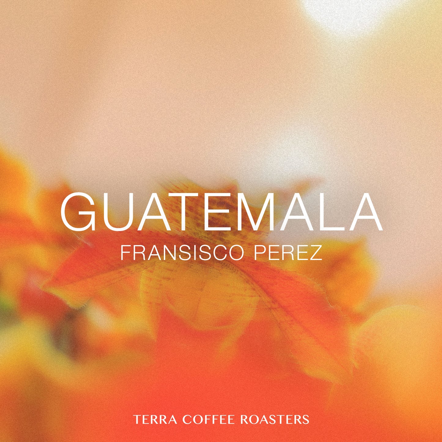 Guatemala Francisco Perez Bourbon Washed
