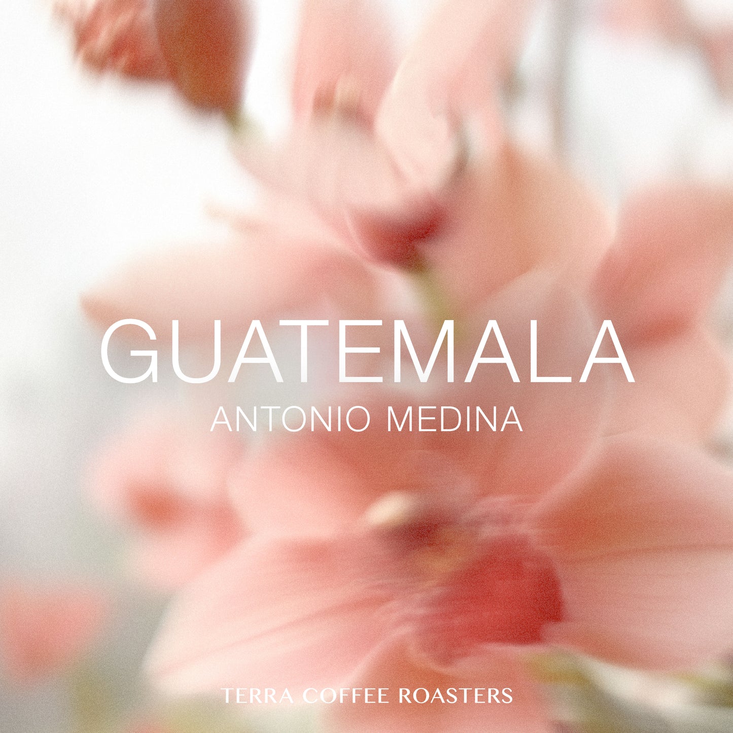 Guatemala Antonio Medina Caturra Washed