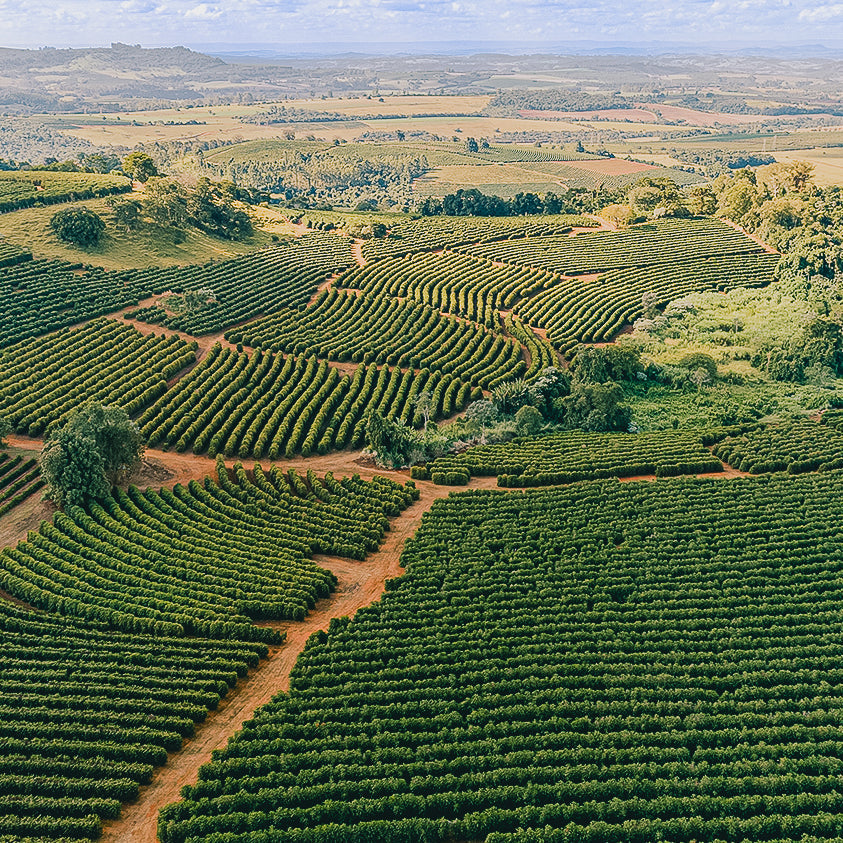 Brazil Classic Mogiana Mix Variety Natural