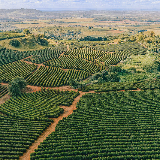 Brazil Classic Mogiana Mix Variety Natural