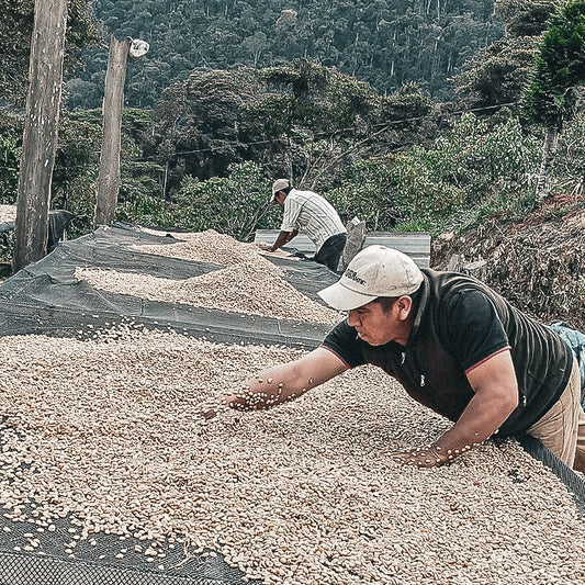 Bolivia Carmelo Yujra & Rene Viades Java Washed