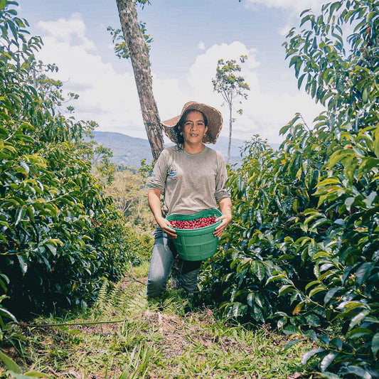 Peru Nancy Andrade Geisha Washed National Winner