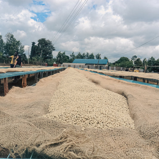Kenya Gichathaini AA Washed