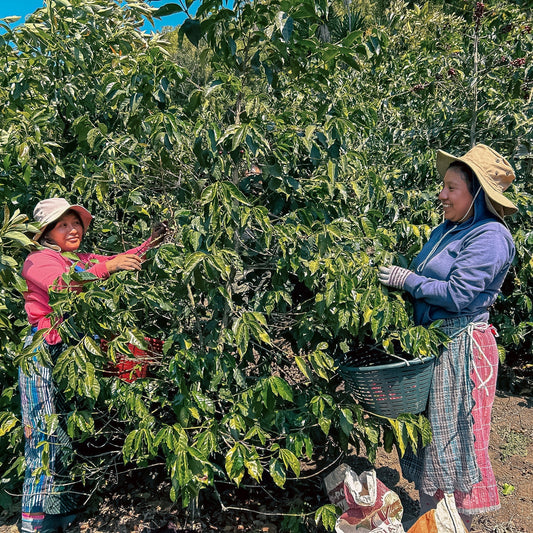 Guatemala Primavera Sisterhood Mix Variety Washed
