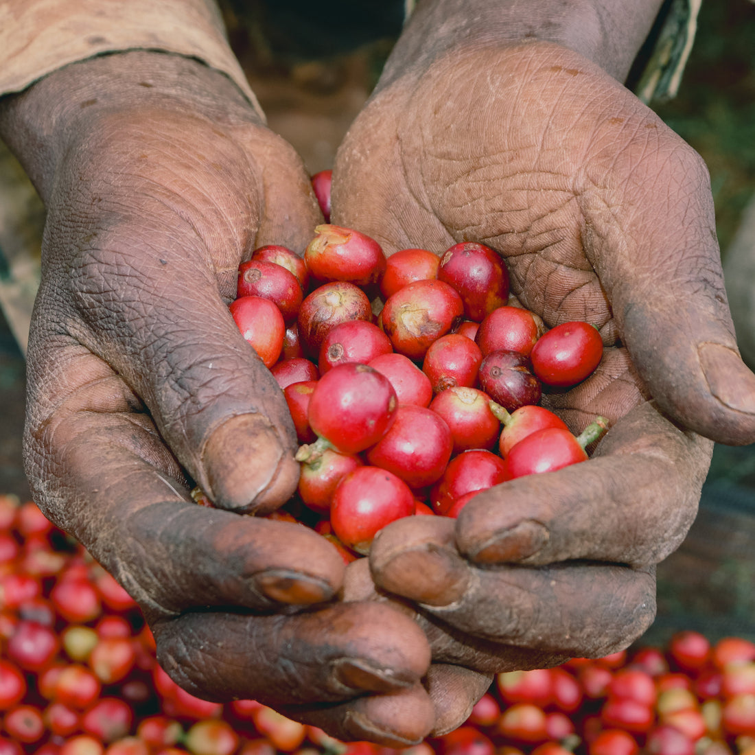 Kenya Gichathaini AA Washed