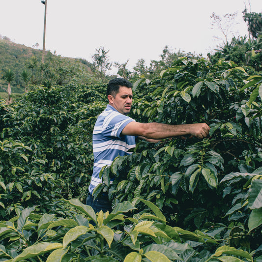 Honduras Mario Moreno Pacas Washed