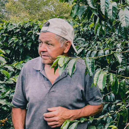 Colombia Segunda Gomez Caturra Washed