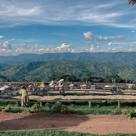 Rwanda Dukunde Kawa Ruli Lot 2005 Honey