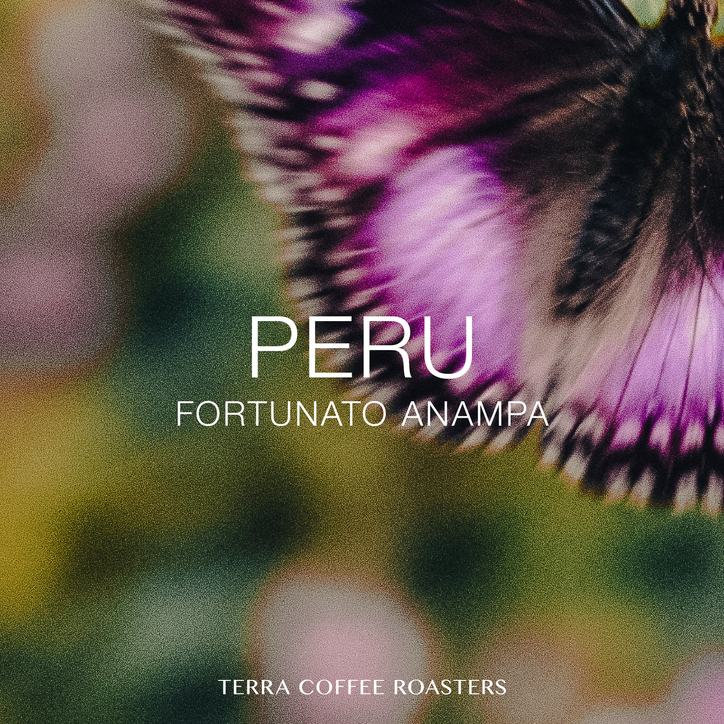 Peru Fortunato Anampa Catuai, Geisha Washed