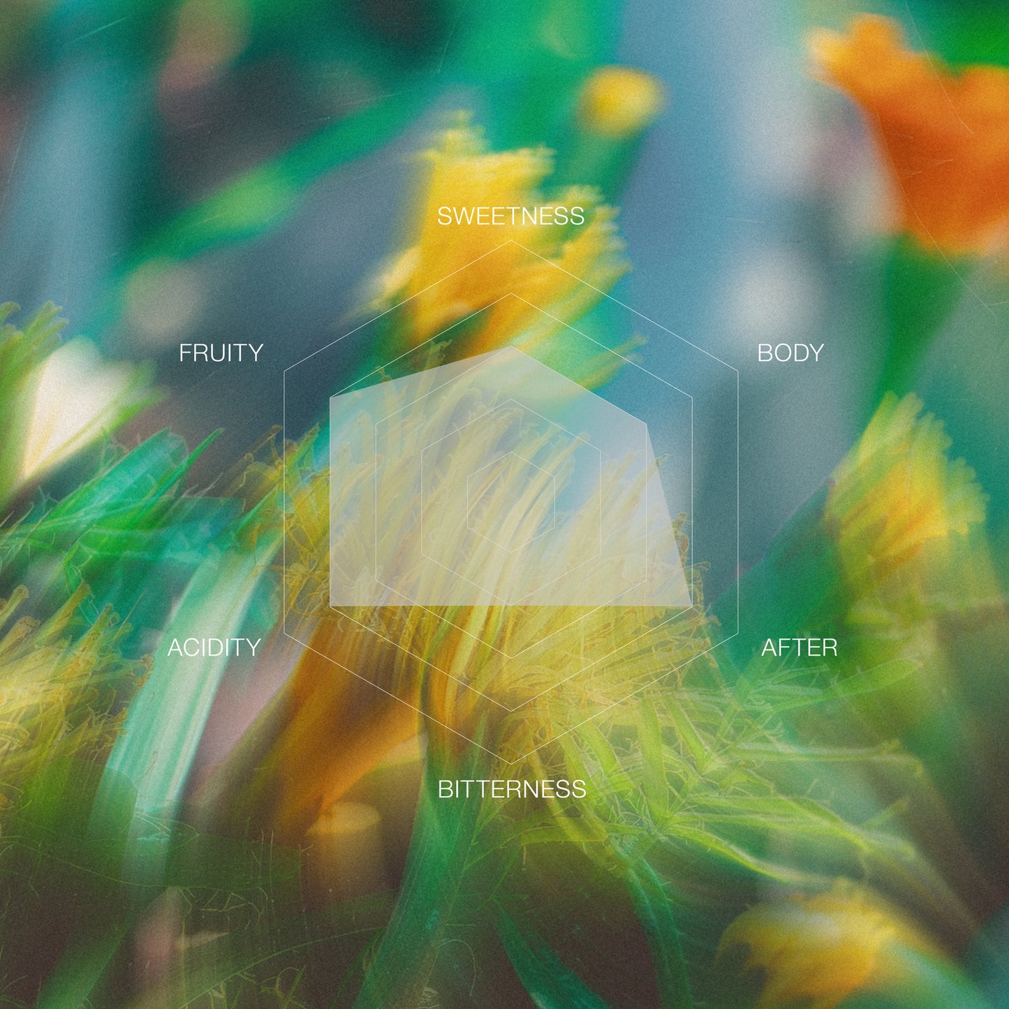 Colombia Segunda Gomez Caturra Washed