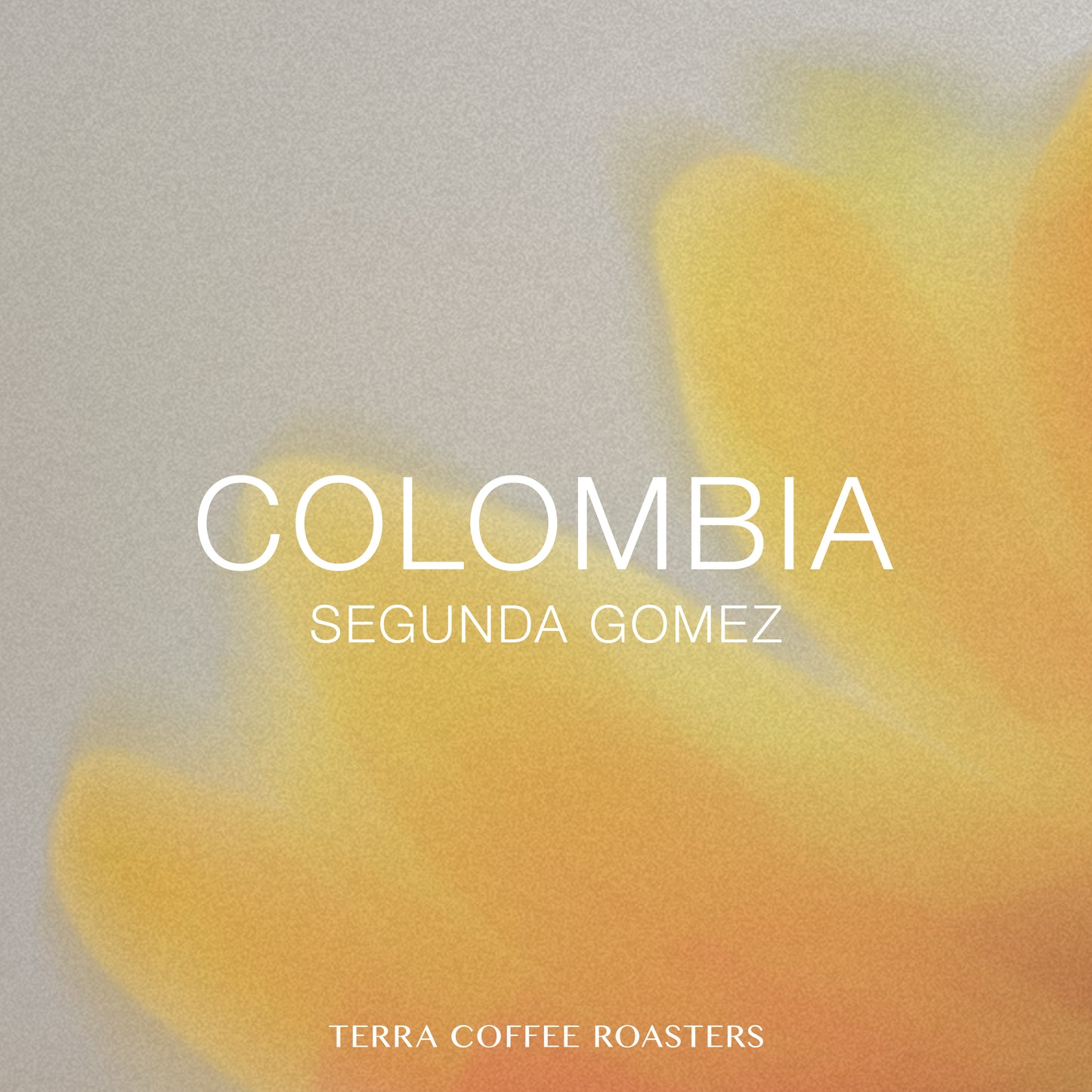 【Daily Roast】Colombia Segunda Gomez Caturra Washed